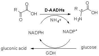 អាស៊ីតអាមីណូ dehydrogenase ២