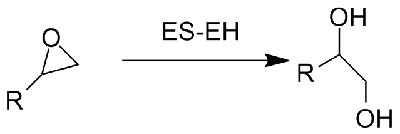 Эпоксидгидролаза EH2