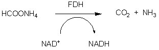 Формиатдегидрогеназа (ФДГ)1