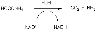 Formiat dehydrogenase (FDH)1