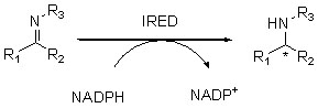 I-Imine reductase (IRED)2