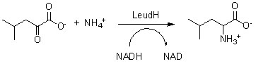 Leucina deshidrogenasa LeuDH2