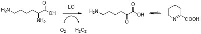 I-Lysine oxidase LO2