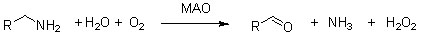 Monoamine oxidase (MAO) 2