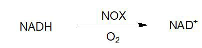 NADH oxidase (NOX)