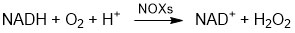 NADH oxidase (NOX) 2