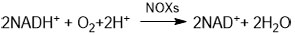 NADH oxidasa (NOX)3