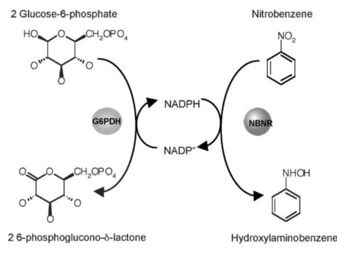 Nitro reductase NTR5