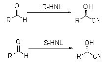 Oxynitrilases HNL