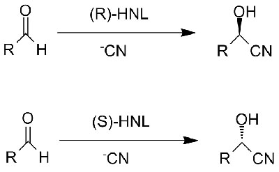 Oxinitrilases HNL2