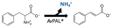Phenylalanine ammonia lyase (PAL)3