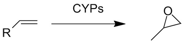 cyp1